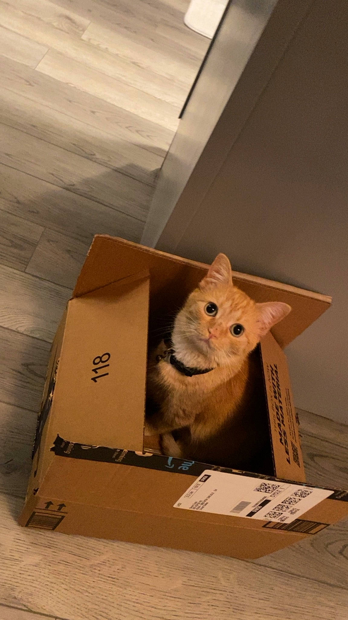 Honey joined the competition — help win amazing prizes! art, box, cardboard, carnivore, carton, cat, domestic_short_haired_cat, fawn, felidae, fur, hardwood, package_delivery, packaging_and_labeling, packing_materials, paper_bag, paper_product, shipping_box, small_to_medium_sized_cats, whiskers, wood