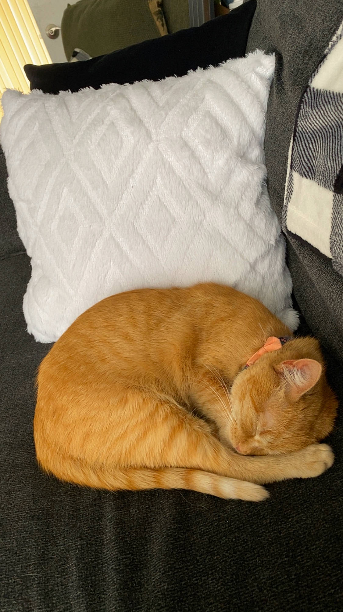 Honey joined the competition — help win amazing prizes! carnivore, cat, cat_supply, comfort, companion_dog, dog_breed, domestic_short_haired_cat, fawn, felidae, fur, hardwood, linens, paw, pet_supply, small_to_medium_sized_cats, sporting_group, tail, textile, whiskers, wood