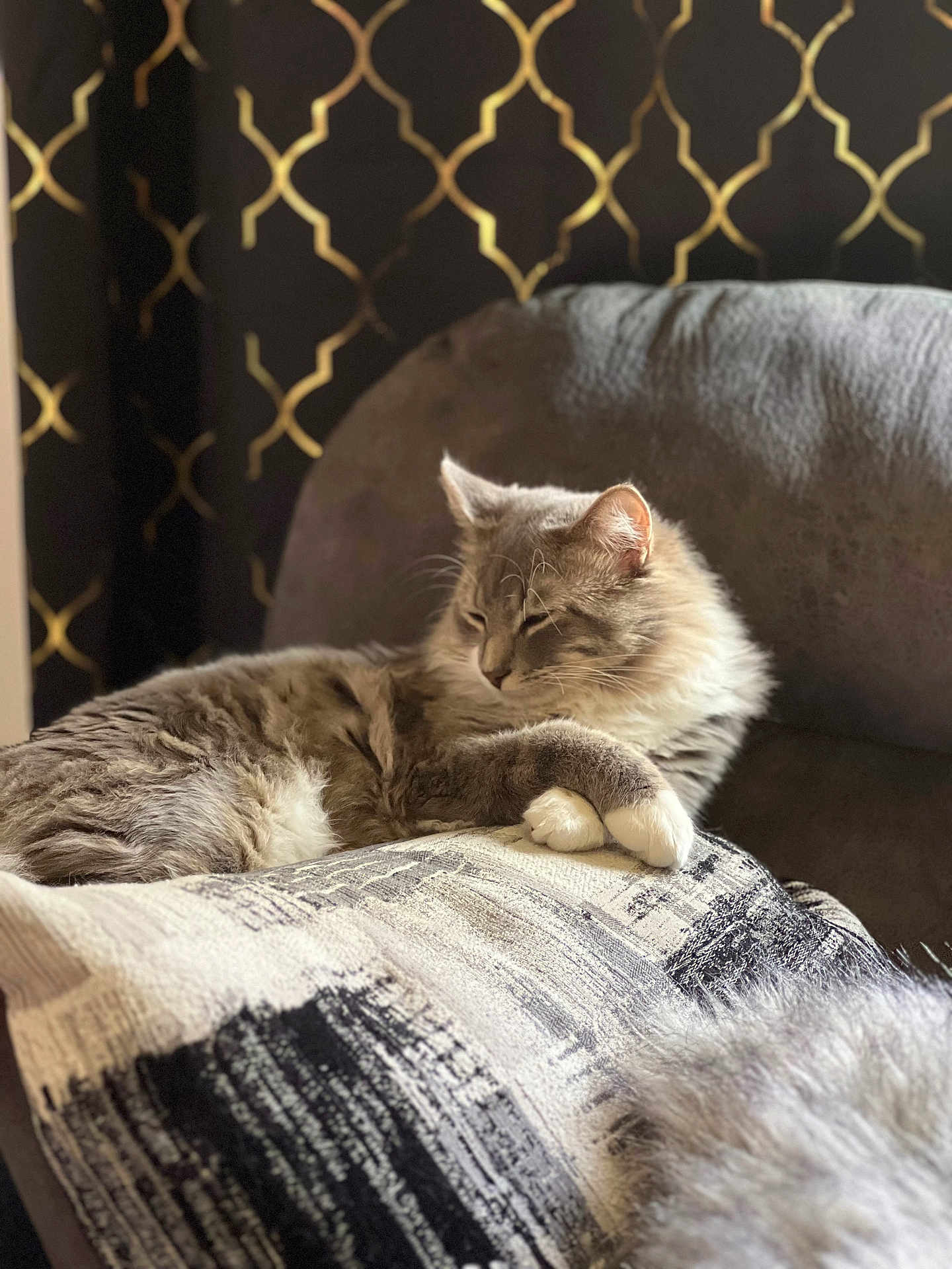 Biscuit