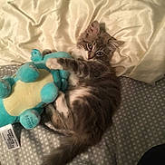 Biscuit joined the competition — help win amazing prizes! kitten, cat, plush_toy, bed, pillow, gray_fur, white_fur, sleepy, cute, indoor, pet, animal, young_cat, soft, furry, resting, clawing, toy, cuddly, domestic