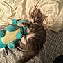 kitten, cat, plush_toy, bed, pillow, gray_fur, white_fur, sleepy, cute, indoor, pet, animal, young_cat, soft, furry, resting, clawing, toy, cuddly, domestic