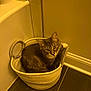 Biscuit is registered to the contest to win money with this photo: cat, basket, floor, tile, indoor, pet, animal, curious, cozy, corner, bathtub, wall, handle, fur, looking_up, domestic, yellow_light, quiet, resting, home