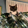 Biscuit joined the competition — help win amazing prizes! cat, kitten, christmas_tree, pinecones, christmas_lights, holiday, indoor, curious, pet, animal, decorations, festive, greenery, tree_topper, cute, feline, playful, cozy, home, celebration