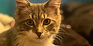 Biscuit is registered to the contest to win money with this photo: cat, feline, pet, close_up, fur, whiskers, ears, eyes, indoor, blurred_background, animal, cute, domestic_animal, mammal, portrait, soft_light, curious, sitting, head, face