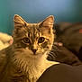 cat, feline, pet, close_up, fur, whiskers, ears, eyes, indoor, blurred_background, animal, cute, domestic_animal, mammal, portrait, soft_light, curious, sitting, head, face