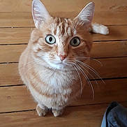 Goupix participe au concours pour gagner de l'argent avec cette photo : animal, blue_eyes, cat, clothing, curious, cute, domestic_cat, fabric, floorboards, fur, ginger_cat, household, indoor, looking_up, pet, plaid, sitting, tabby, whiskers, wooden_floor