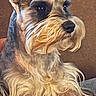 Beaux joined the competition — help win amazing prizes! dog, schnauzer, pet, animal, fur, ears, face, portrait, couch, indoor, closeup, canine, snout, eyes, whiskers, sitting, furry, domestic_animal, companion, cute
