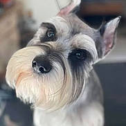 Beaux is registered to the contest to win money with this photo: dog, schnauzer, pet, close_up, portrait, animal, fur, whiskers, ears, eyes, cute, groomed, canine, indoor, looking_up, head_tilt, muzzle, snout, companion, friendly