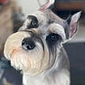 dog, schnauzer, pet, close_up, portrait, animal, fur, whiskers, ears, eyes, cute, groomed, canine, indoor, looking_up, head_tilt, muzzle, snout, companion, friendly