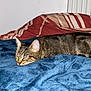 Mima participe au concours pour gagner de l'argent avec cette photo : animal, bed, blanket, cat, comforter, cozy, cute, domestic, feline, fur, indoor, napping, peaceful, pet, relaxation, resting, sleeping, soft, striped, tabby