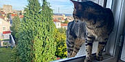 Mima a rejoint le concours — aidez-le/la à gagner de superbes lots ! animal, building, cat, curious, daylight, domestic, feline, greenery, home, looking_away, nature, outdoor_view, pet, rooftop, sky, tabby, trees, urban, window, windowsill