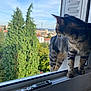 animal, building, cat, curious, daylight, domestic, feline, greenery, home, looking_away, nature, outdoor_view, pet, rooftop, sky, tabby, trees, urban, window, windowsill