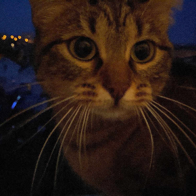 Mima participe au concours pour gagner de l'argent avec cette photo : animal, cat, city_lights, close_up, curious, dark, domestic_animal, eyes, face, feline, mammal, night, nighttime, outdoor, pet, portrait, tabby, urban, whisker, whiskers