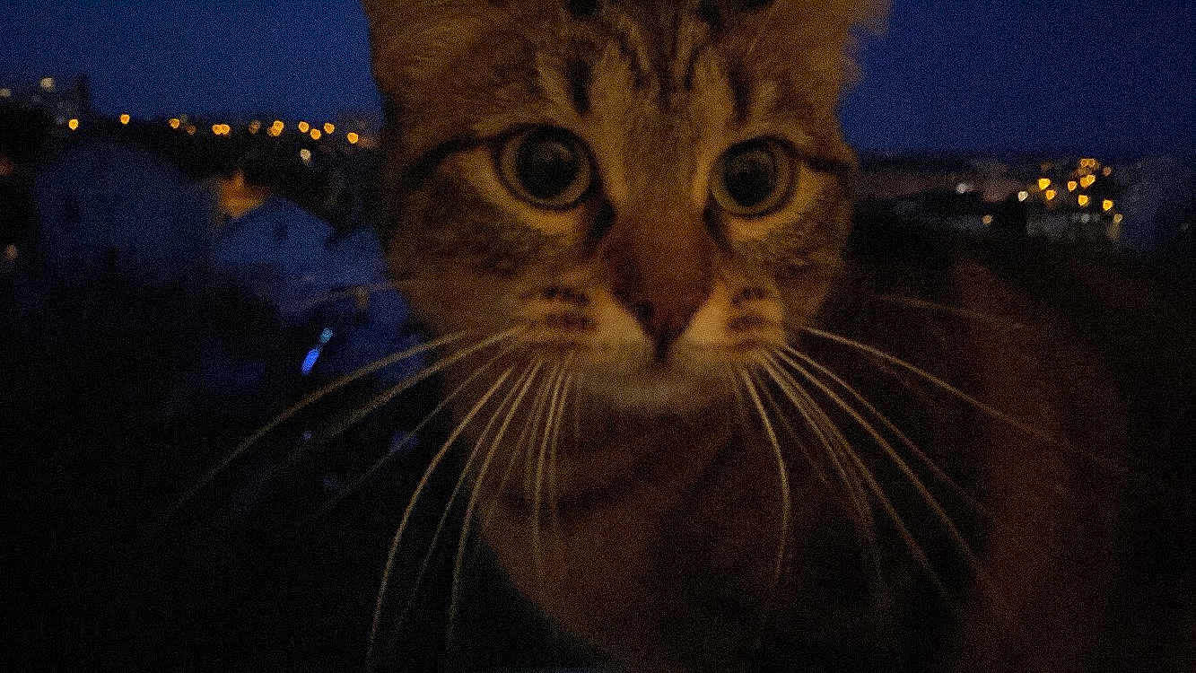 Mima participe au concours pour gagner de l'argent avec cette photo : animal, cat, city_lights, close_up, curious, dark, domestic_animal, eyes, face, feline, mammal, night, nighttime, outdoor, pet, portrait, tabby, urban, whisker, whiskers