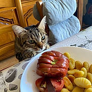 Mima a rejoint le concours — aidez-le/la à gagner de superbes lots ! animal, cat, closeup, curious, curious_cat, dining_table, food, furniture, gnocchi, guitar, home, indoor, kitchen, meal, pet, plate, tabby, tablecloth, tomato, wooden_chair