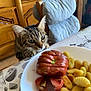 animal, cat, closeup, curious, curious_cat, dining_table, food, furniture, gnocchi, guitar, home, indoor, kitchen, meal, pet, plate, tabby, tablecloth, tomato, wooden_chair