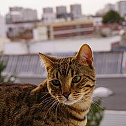 Katsuki a rejoint le concours — aidez-le/la à gagner de superbes lots ! cat, tabby, animal, pet, fur, whiskers, ears, outdoor, urban, rooftop, building, blurred_background, close_up, portrait, mammal, looking_away, green_eyes, striped, nature, daylight