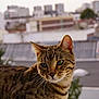 cat, tabby, animal, pet, fur, whiskers, ears, outdoor, urban, rooftop, building, blurred_background, close_up, portrait, mammal, looking_away, green_eyes, striped, nature, daylight