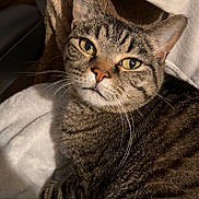 Pete is registered to the contest to win money with this photo: cat, tabby, feline, pet, close_up, indoor, resting, fur, whiskers, striped, cozy, blanket, soft, relaxed, animal, mammal, comfort, cute, domestic, face