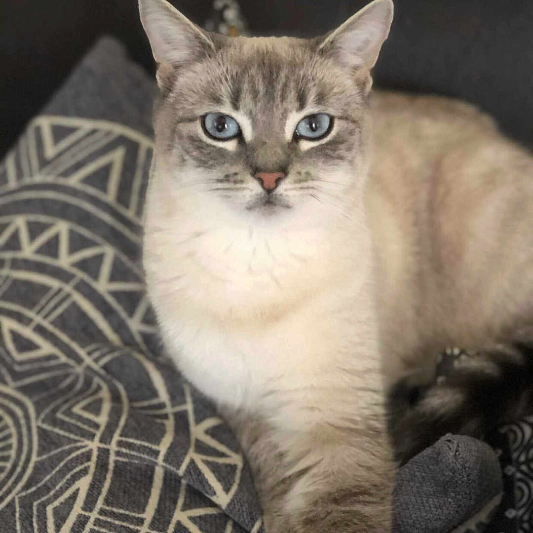 Athena participe au concours pour gagner de l'argent avec cette photo : animal, blanket, blue_eyes, cat, close_up, cute, domestic_cat, ear, feline, fur, indoor, nose, patterned_blanket, paw, pet, portrait, relaxed, resting, tabby, whiskers