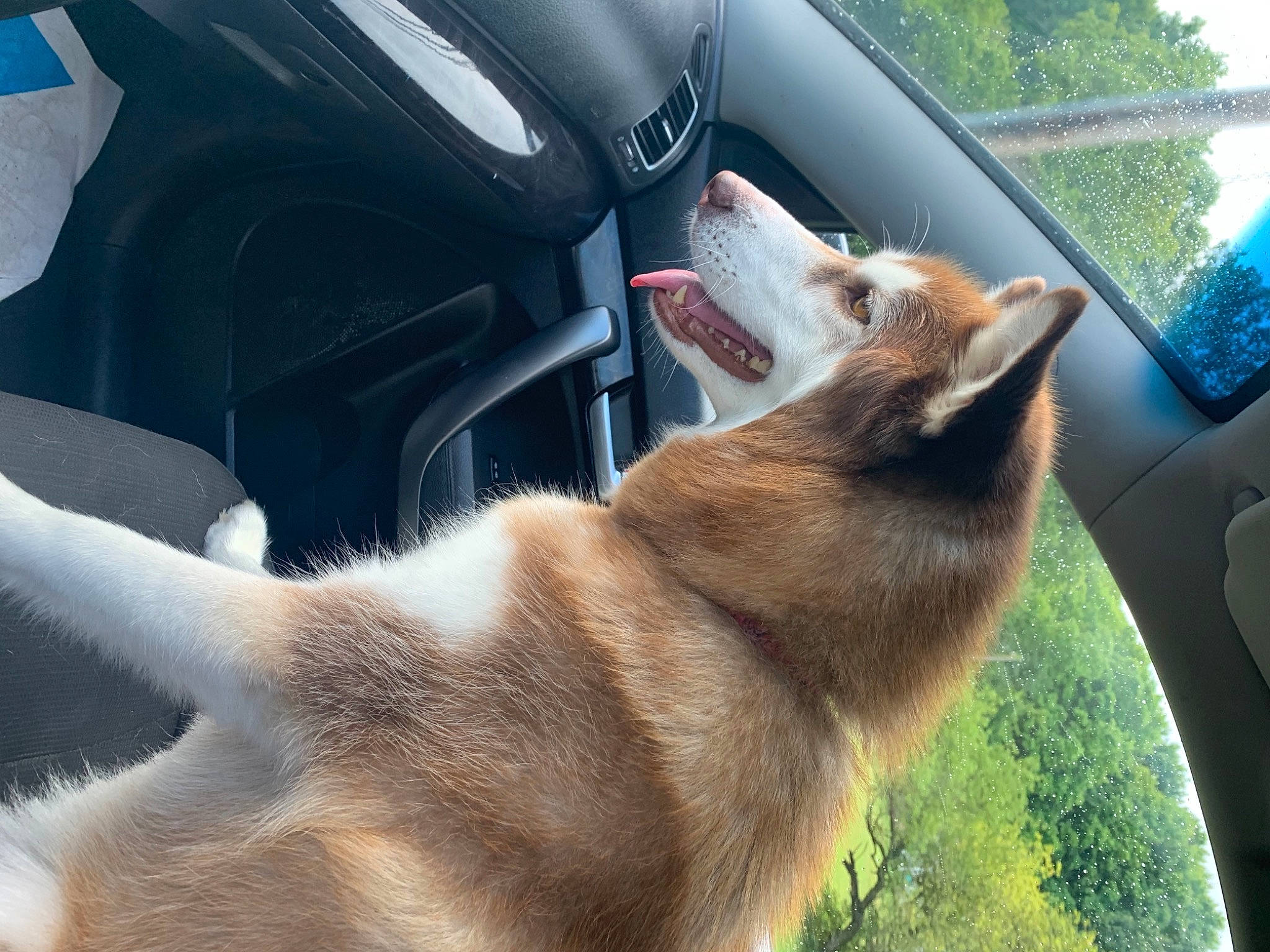 Cheyenne is registered to the contest to win money with this photo: auto_part, car, car_seat, carnivore, collar, dog, dog_breed, fawn, felidae, motor_vehicle, personal_luxury_car, snout, sporting_group, steering_wheel, tail, tree, vehicle, vehicle_door, window, windshield