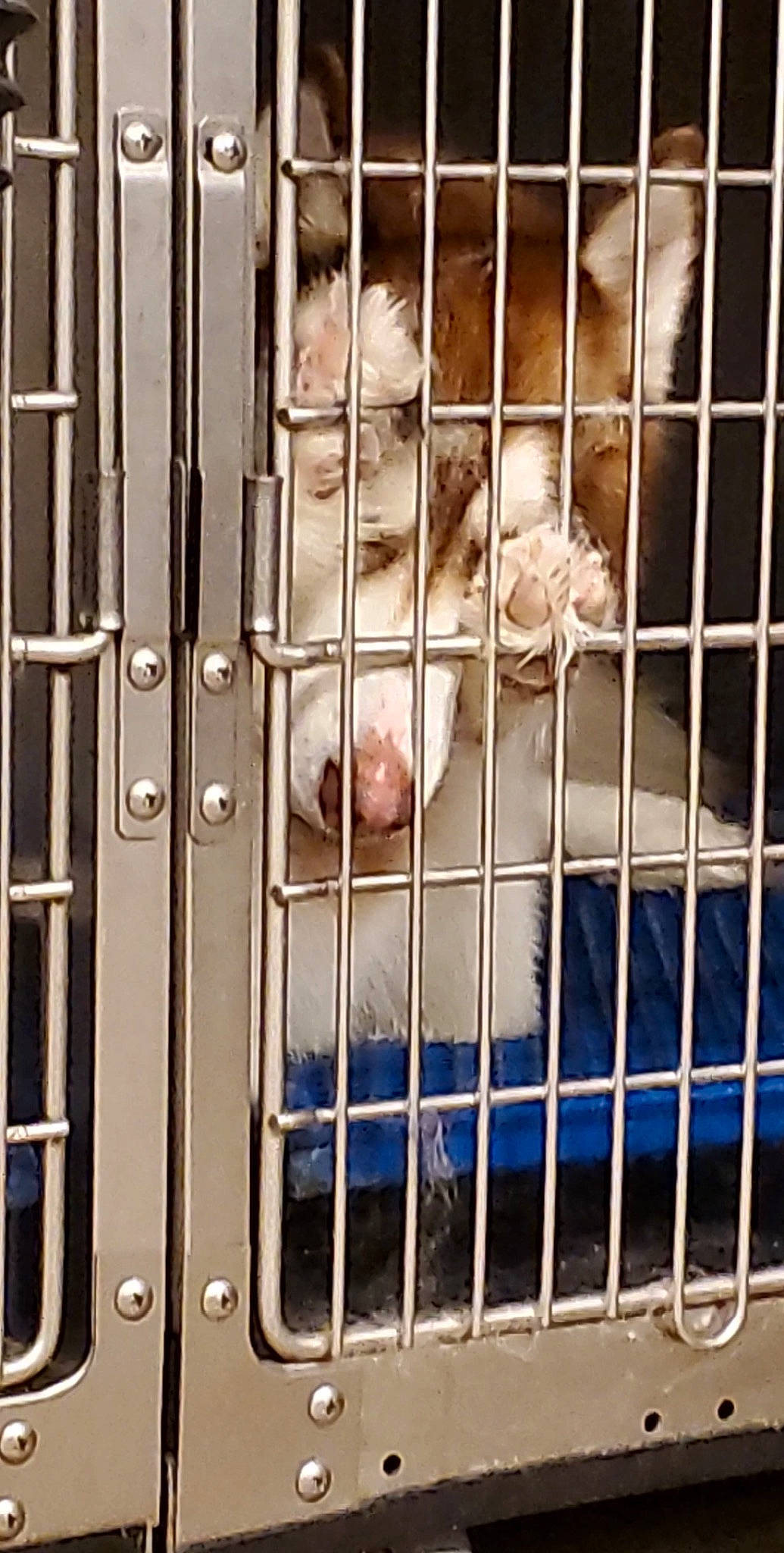 Cheyenne is registered to the contest to win money with this photo: animal_shelter, baby_products, cage, carnivore, companion_dog, dog_breed, fawn, felidae, fence, fur, kennel, mesh, metal, pet_supply, service, small_to_medium_sized_cats, snout, terrestrial_animal, vertebrate, whiskers