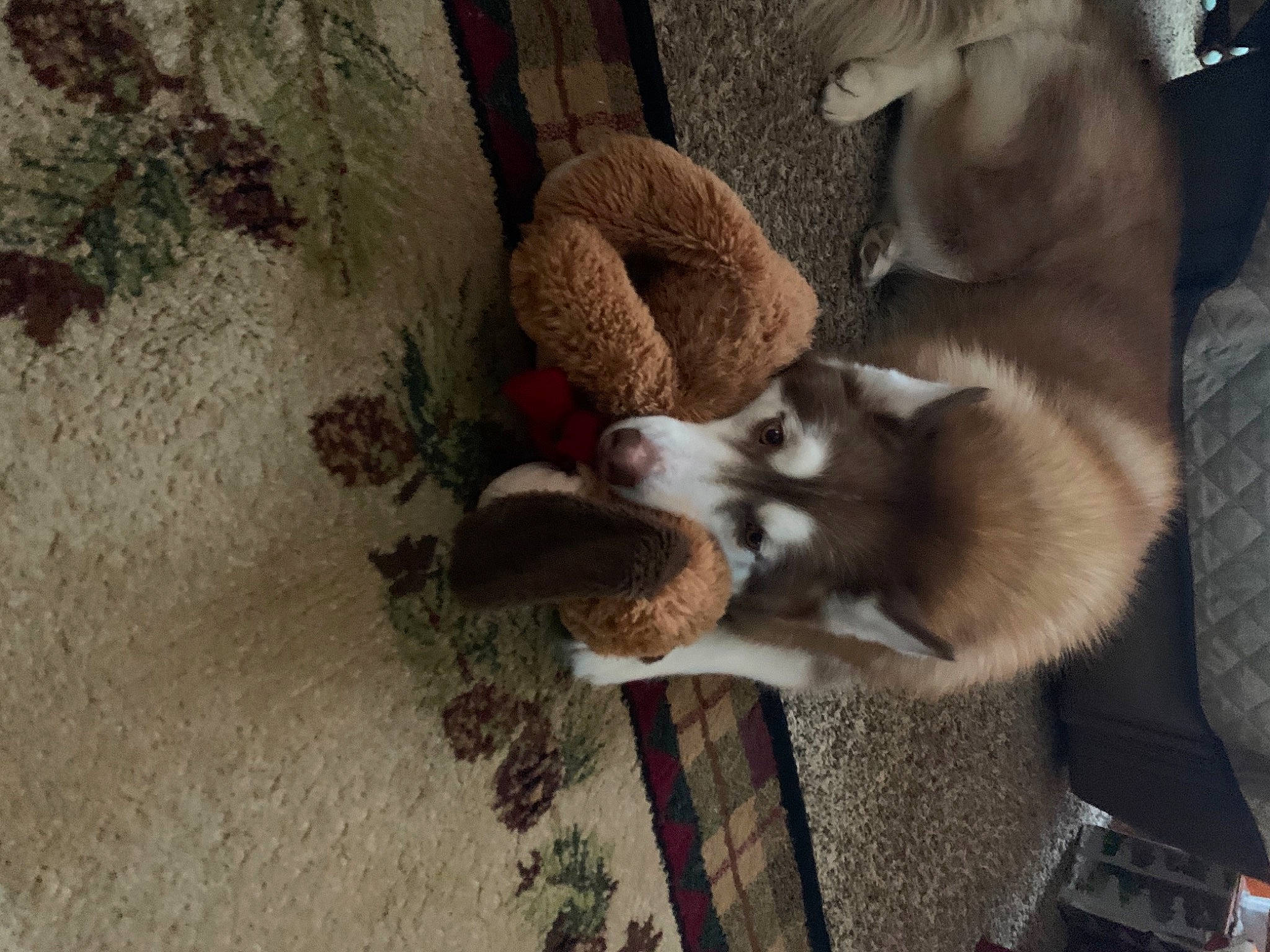 Cheyenne joined the competition — help win amazing prizes! canidae, canis, carnivore, comfort, companion_dog, dog, dog_breed, fawn, flooring, fur, paw, siberian_husky, sled_dog, small_to_medium_sized_cats, sporting_group, street_dog, tail, whiskers, wood, working_dog