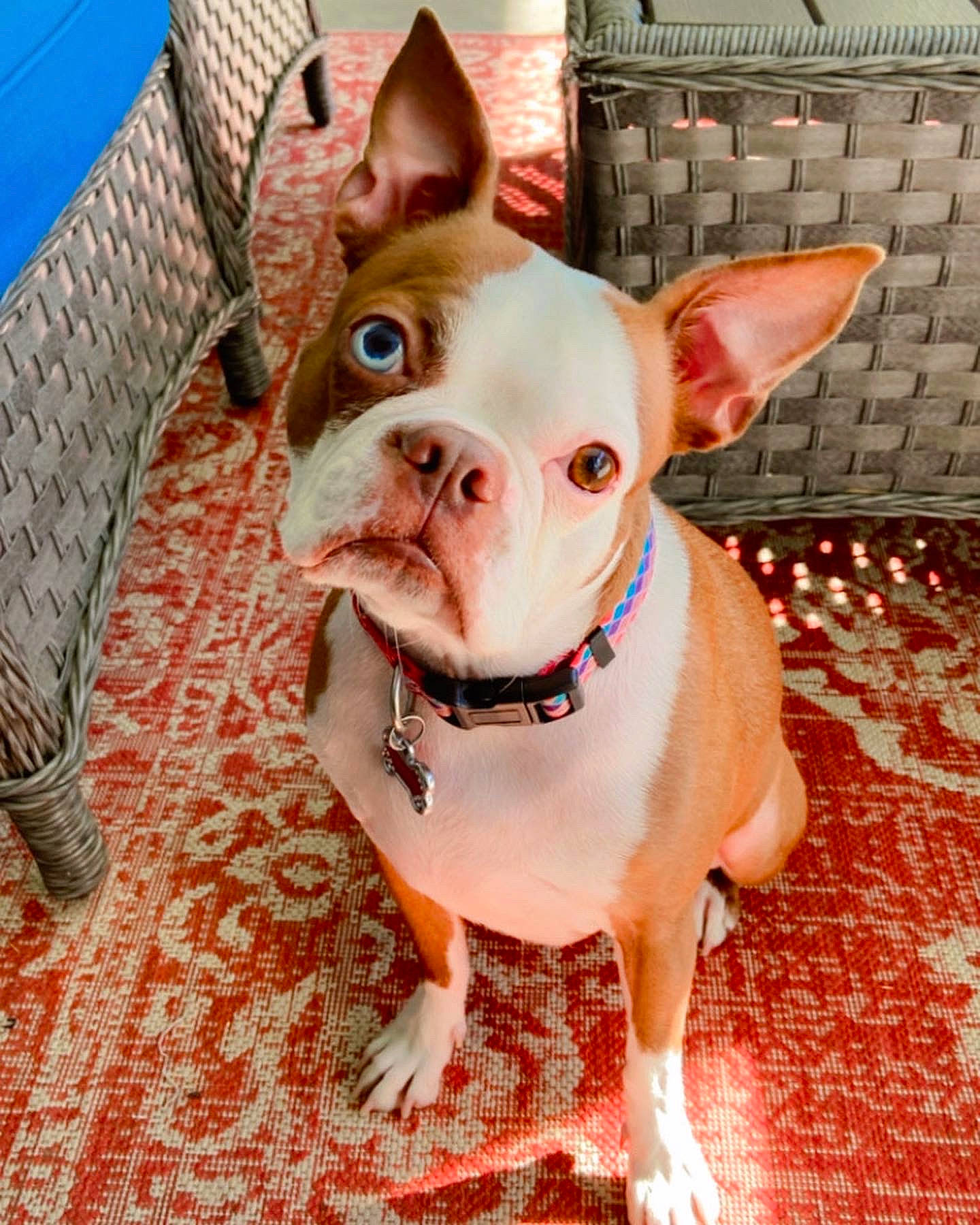 Rubie is registered to the contest to win money with this photo: bulldog, canidae, carnivore, collar, companion_dog, dog, dog_breed, dog_collar, ear, fawn, flooring, fur, head, snout, sporting_group, terrestrial_animal, toy_dog, whiskers, working_animal, wrinkle