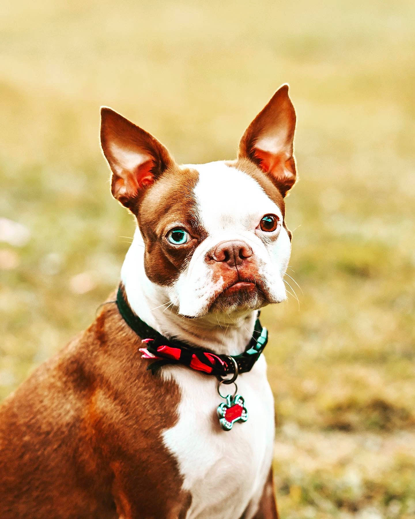 Rubie is registered to the contest to win money with this photo: boston_terrier, bulldog, canidae, carnivore, collar, companion_dog, dog, dog_breed, dog_collar, dog_supply, fawn, human_body, leash, pet_supply, snout, sporting_group, tail, terrestrial_animal, whiskers, working_animal
