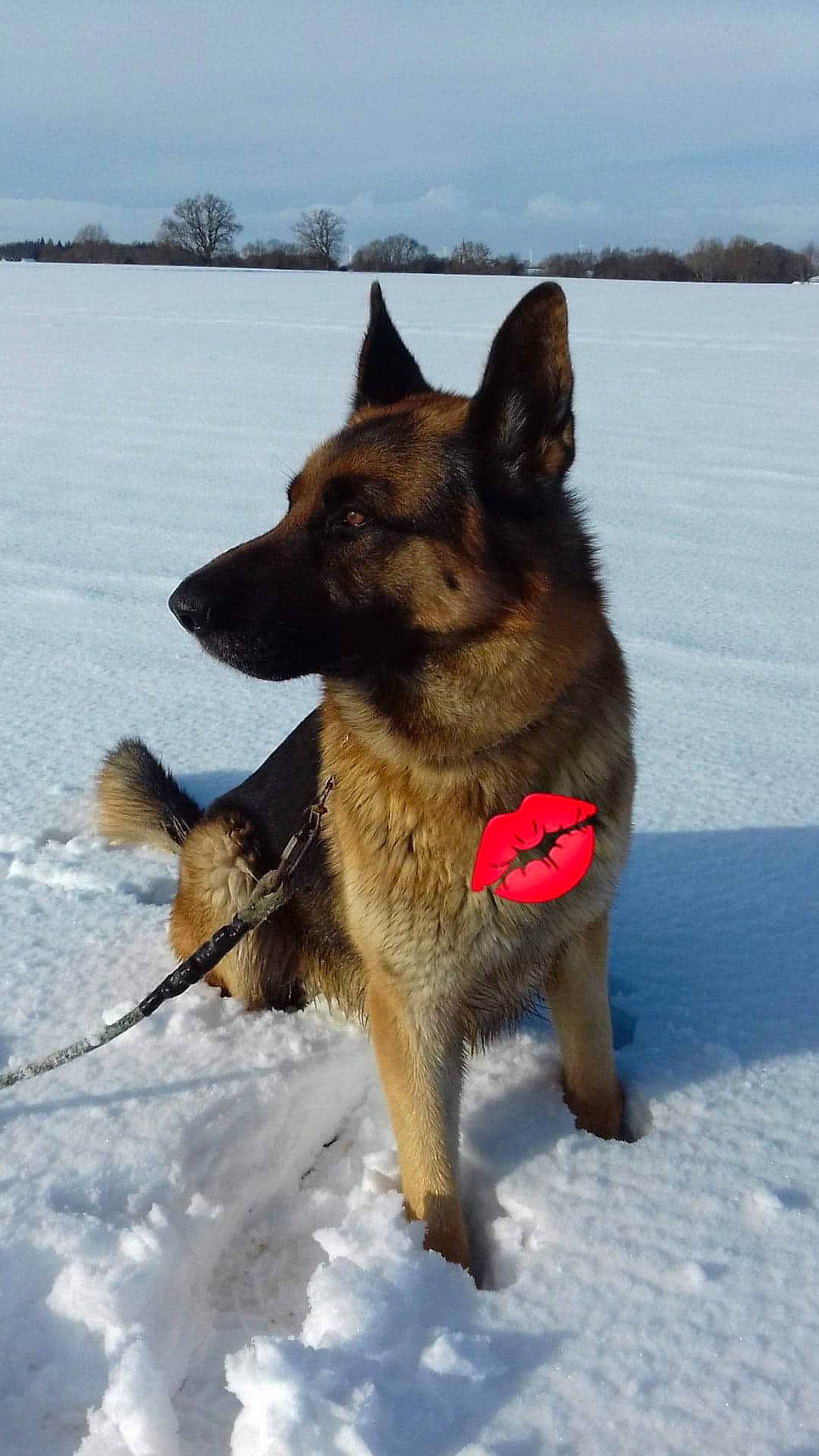 Jerry a rejoint le concours — aidez-le/la à gagner de superbes lots ! biting, canidae, canis, carnivore, cloud, dog, dog_breed, dog_supply, east_european_shepherd, fawn, german_shepherd_dog, herding_dog, king_shepherd, old_german_shepherd_dog, sky, snout, snow, sporting_group, winter, working_dog