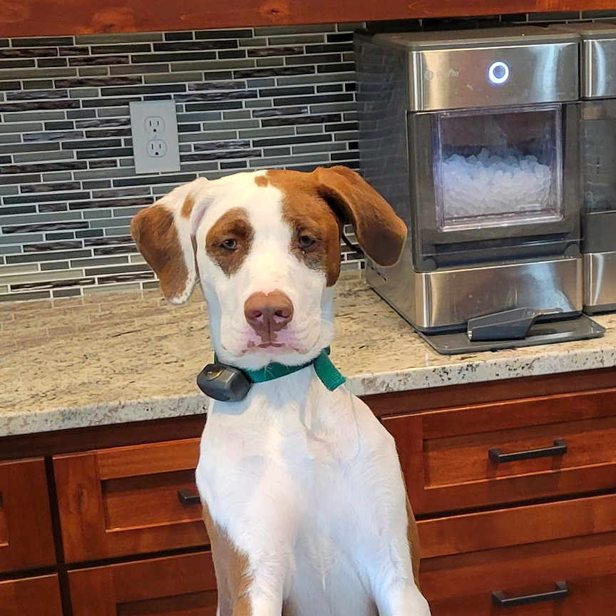 Bentley joined the competition — help win amazing prizes! animal, appliance, architecture, beagle, cabinet, canine, device, dog, drawer, electricaldevice, furniture, hound, indoors, interiordesign, kitchen, microwave, oven, pet, pointer, puppy