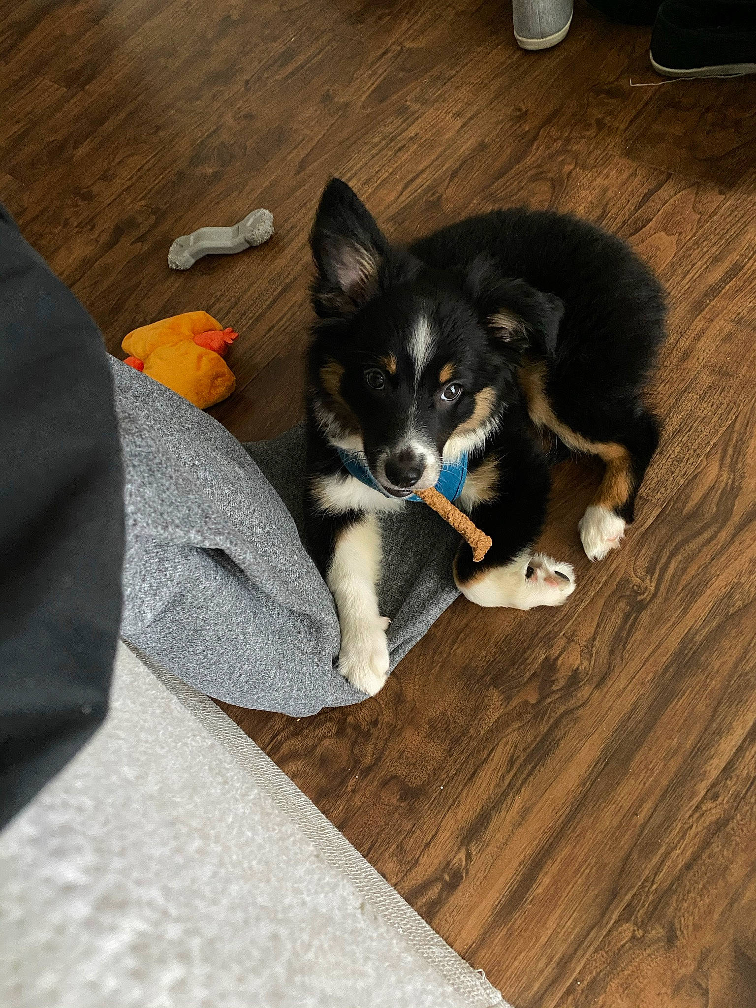 Trig joined the competition — help win amazing prizes! carnivore, chair, comfort, companion_dog, dog, dog_breed, felidae, floor, flooring, hardwood, herding_dog, laminate_flooring, paw, sitting, small_to_medium_sized_cats, snout, tail, whiskers, wood, wood_flooring