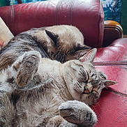 Rubis participe au concours pour gagner de l'argent avec cette photo : abyssinian, animal, architecture, armchair, building, cat, chair, couch, cushion, furniture, homedecor, indoors, kitten, livingroom, manx, person, pet, room, siamese, sleeping