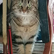 Minouche participe au concours pour gagner de l'argent avec cette photo : carnivore, cat, domestic_short_haired_cat, door, felidae, fur, hardwood, paw, photo_caption, rectangle, small_to_medium_sized_cats, snout, terrestrial_animal, whiskers, window