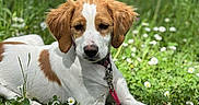 Manille a rejoint le concours — aidez-le/la à gagner de superbes lots ! animal, brown_and_white, canine, collar, cute, daisies, dog, ears, flowers, grass, leash, lying_down, meadow, nature, outdoor, pet, relaxed, snout, spring, sunlight