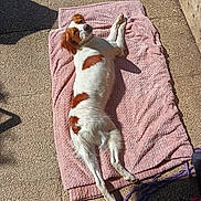 Manille participe au concours pour gagner de l'argent avec cette photo : brown_and_white, candid, cavalier_king_charles_spaniel, dog, floppy_ears, long_ears, looking_at_camera, lying_down, outdoor, paved_surface, pet, pink_blanket, playful, portrait, purple_leash, relaxed, shadow, spaniel, sunbathing, sunlight