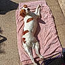 brown_and_white, candid, cavalier_king_charles_spaniel, dog, floppy_ears, long_ears, looking_at_camera, lying_down, outdoor, paved_surface, pet, pink_blanket, playful, portrait, purple_leash, relaxed, shadow, spaniel, sunbathing, sunlight