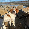 Manille a rejoint le concours — aidez-le/la à gagner de superbes lots ! beach, blue_sky, brown_and_white, clouds, coast, collar, dog, floppy_ears, leash, mudflat, outdoor, portrait, rocks, sand, seaside, shoreline, standing, sunlight, tidal_pool, water