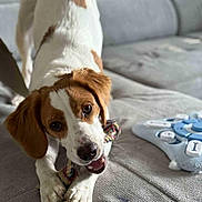 Manille participe au concours pour gagner de l'argent avec cette photo : animal, brown_and_white, canine, chewing, close_up, couch, cute, dog, domestic, friendly, fur, home, indoor, living_room, pet, pet_toy, playful, puppy, rope_toy, toy