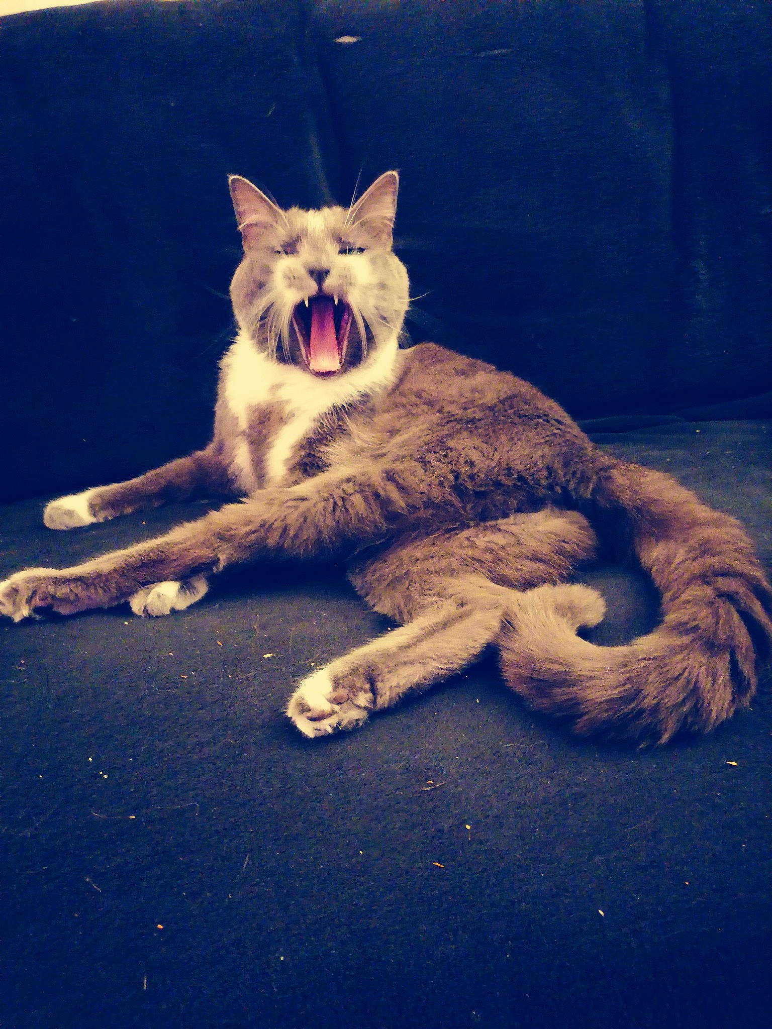 Grisly a rejoint le concours — aidez-le/la à gagner de superbes lots ! carnivore, cat, european_shorthair, facial_expression, felidae, fur, kitten, organism, sky, small_to_medium_sized_cats, snapshot, snout, tail, whiskers, yawn