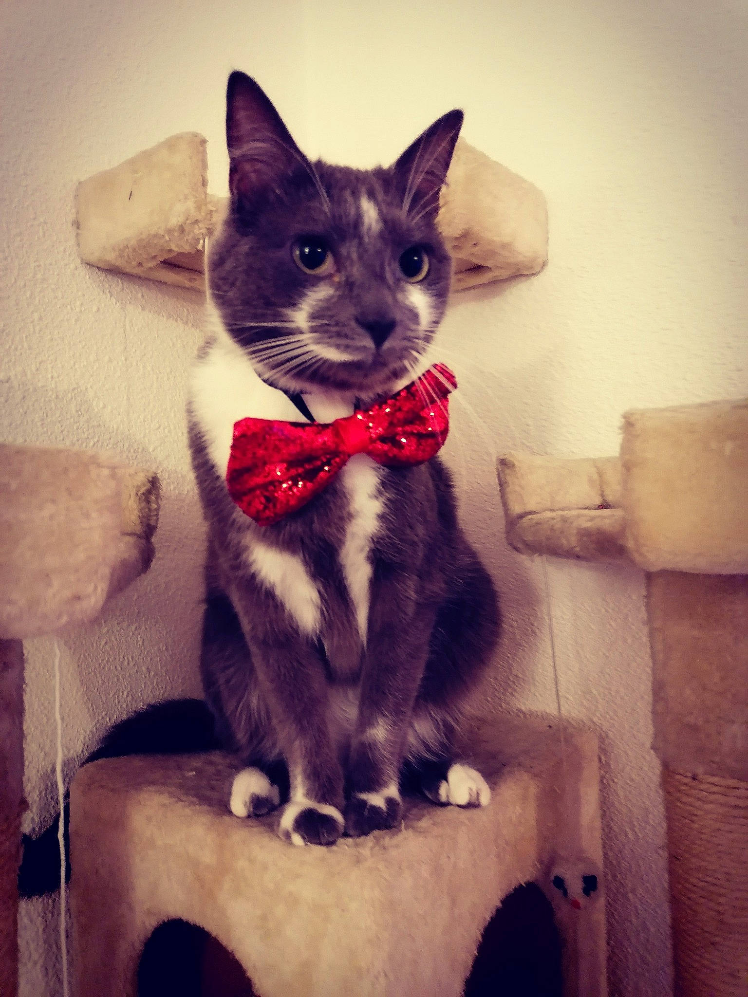 Grisly a rejoint le concours — aidez-le/la à gagner de superbes lots ! asian, bow_tie, carnivore, cat, domestic_short_haired_cat, ear, european_shorthair, eye, felidae, fur, kitten, ojos_azules, sitting, small_to_medium_sized_cats, tail, tie, whiskers