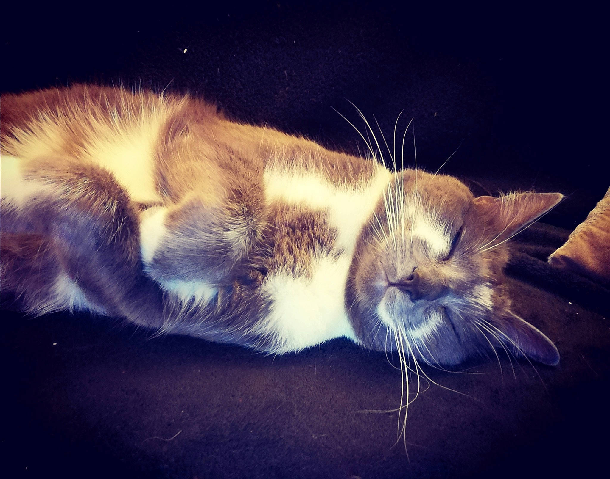 Grisly a rejoint le concours — aidez-le/la à gagner de superbes lots ! carnivore, cat, cloud, ear, european_shorthair, felidae, fur, kitten, meteorological_phenomenon, nap, night, nose, paw, sky, sleep, small_to_medium_sized_cats, snout, tabby_cat, tail, whiskers