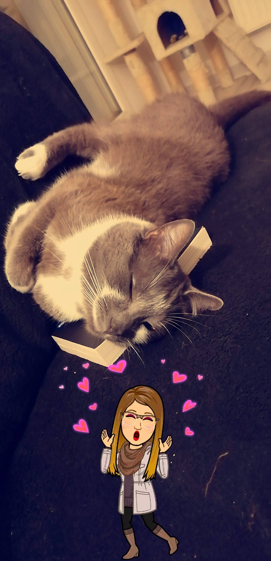 Grisly a rejoint le concours — aidez-le/la à gagner de superbes lots ! asian, carnivore, cat, domestic_short_haired_cat, ear, european_shorthair, felidae, fur, illustration, kitten, photo_caption, polydactyl_cat, small_to_medium_sized_cats, t_shirt, tail, whiskers