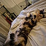 Callie is registered to the contest to win money with this photo: cat, calico_cat, long_hair, bed, blanket, bedding, cat_tree, paws, whiskers, fur, tail, relaxed, stretched_out, indoor, cozy, eyes, furniture, lamp, wires, portrait