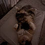 cat, calico_cat, long_hair, pet, indoor, pillow, bed, bedroom, cozy, paws_up, belly_up, whiskers, feline, fur, sleepy, nighttime, dim_lighting, relaxed, eyes, portrait