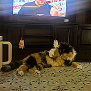 Callie joined the competition — help win amazing prizes! cat, calico_cat, pet, fluffy, long_hair, grooming, paws, lying_down, tablecloth, patterned_tablecloth, tumbler, stanley_tumbler, tv_screen, television, wooden_cabinet, entertainment_center, keychain, plush_toy, living_room, indoor