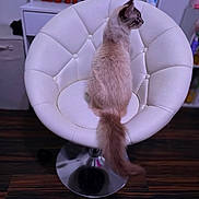 Lilo joined the competition — help win amazing prizes! back_view, cat, cozy, decor, feline, fur, furniture, home, indoor, looking_away, metal_base, pet, portrait, potted_plants, shelf, sitting, tail, tufted_chair, white_chair, wooden_floor