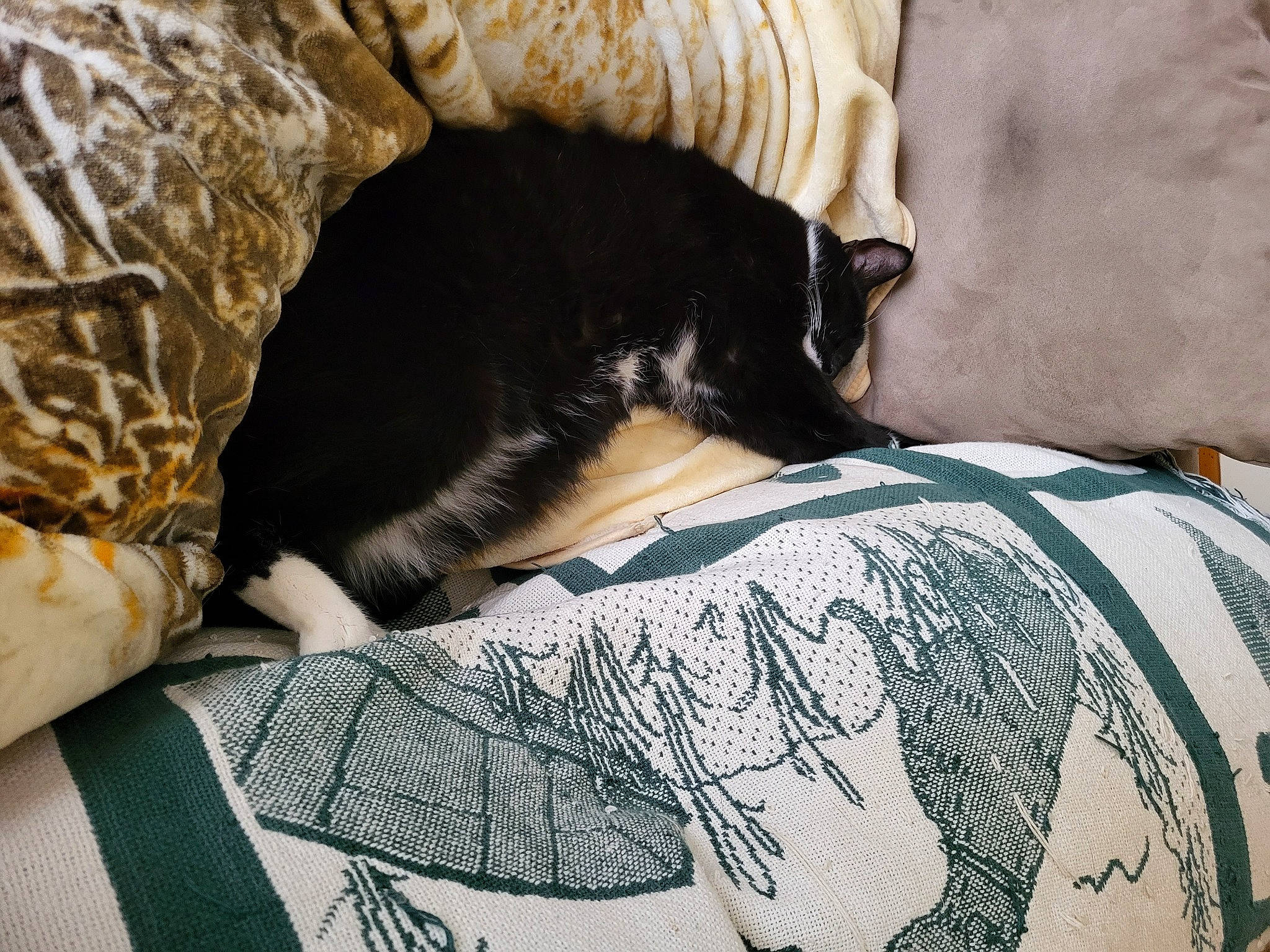 Colonel is registered to the contest to win money with this photo: bed, bedding, bedroom, canidae, carnivore, comfort, companion_dog, dog_breed, fawn, felidae, fur, grey, linens, pattern, sleeve, small_to_medium_sized_cats, sporting_group, tail, textile, whiskers