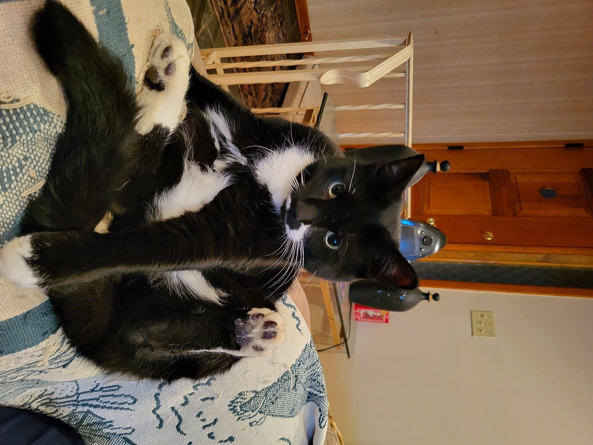 Colonel is registered to the contest to win money with this photo: carnivore, cat, cat_supply, claw, comfort, dog_breed, domestic_short_haired_cat, felidae, flooring, fur, hardwood, natural_material, paw, room, small_to_medium_sized_cats, snout, tail, terrestrial_animal, whiskers, wood