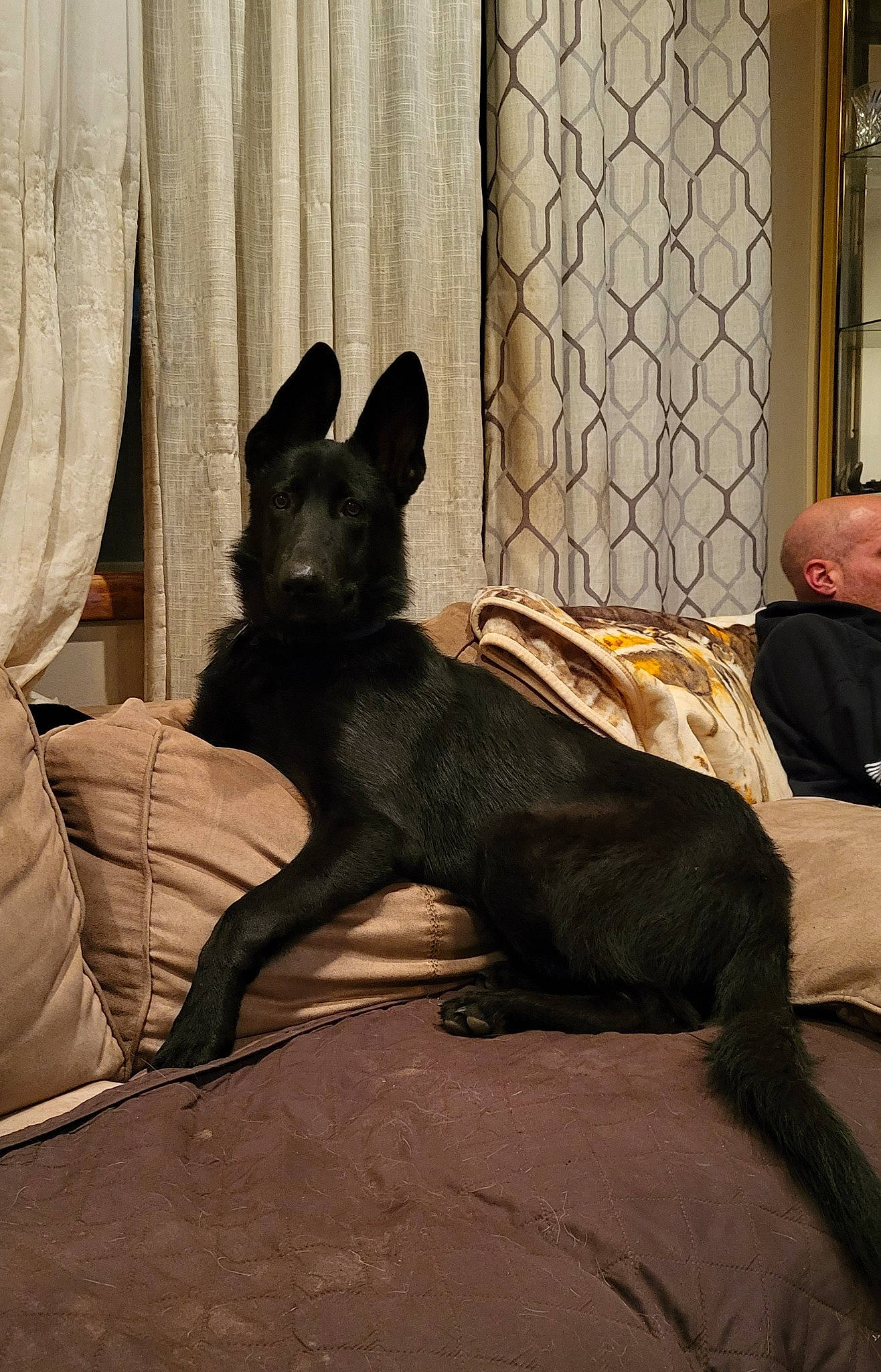 Yuri is registered to the contest to win money with this photo: canidae, carnivore, comfort, companion_dog, curtain, dog, dog_breed, fawn, felidae, flooring, grey, guard_dog, linens, sitting, small_to_medium_sized_cats, snout, sporting_group, tail, terrestrial_animal, whiskers